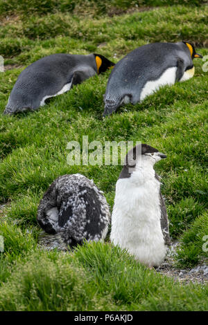 Due moulting pinguini Chinstrap davanti a due re di appoggio dei pinguini, Fortuna Bay, Isola Georgia del Sud Foto Stock