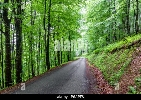 Strada di Montagna attraverso la fitta faggeta Foto Stock