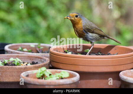 Erithacus rubecula. Robin su alimentazione mealworms in un giardino inglese. Foto Stock