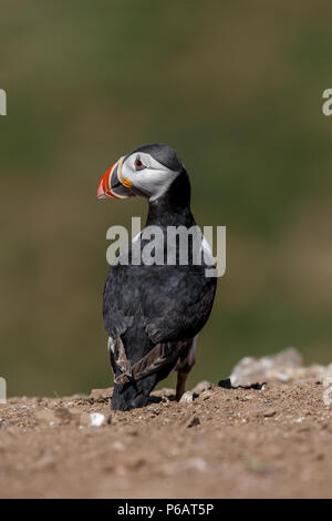 Un Atlantic puffin fino vicino sulle isole Skomer, Pembrokeshire. Foto Stock