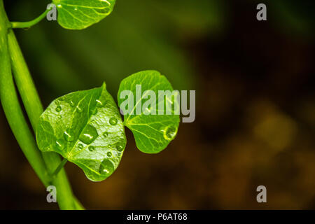 Una bella immagine di una foglia verde con gocce di acqua piovana dopo le piogge Foto Stock