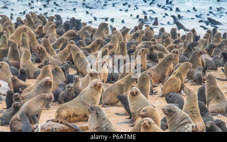 Cape Cross Riserva di tenuta nel Sud Atlantico in Skeleton Coast, Namib Desert, western Namibia. Sede di una delle più grandi colonie di Cape fur se Foto Stock