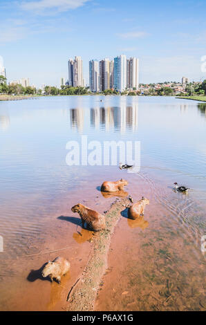 Capybaras sull'estremità poco profonda di un lago e alcune anatre nuoto. Parco urbano con un grande lago, gli animali, la natura intorno e la città sullo sfondo. Ph Foto Stock