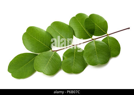 La vescica senna (Colutea arborescens) isolato su bianco Foto Stock