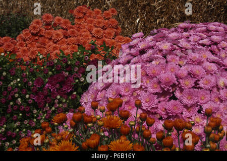 Rosa, arancione, violetto mamme (crisantemo) Fiori Foto Stock