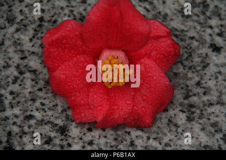 Fiore di Camellia rossa con gocce di pioggia, isolato sulla cima di granito Foto Stock