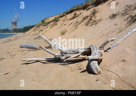 Imbianchiti driftwood sul Monte Baldy spiaggia presso la Indiana Dunes National Park sulla sponda meridionale del lago Michigan Foto Stock