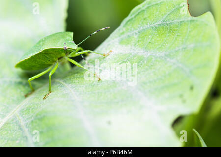 Green stink bug o soldato verde bug, Chinavia hilaris Foto Stock