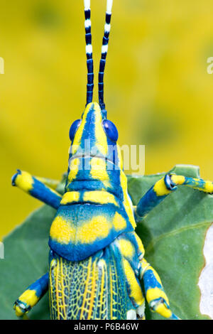 Poekilocerus pictus, dipinto o colorato o ak grasshopper trovato nel subcontinente indiano si alimenta della pianta velenosa Calotropis gigantea Foto Stock