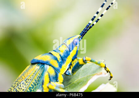 Poekilocerus pictus, dipinto o colorato o ak grasshopper trovato nel subcontinente indiano si alimenta della pianta velenosa Calotropis gigantea Foto Stock