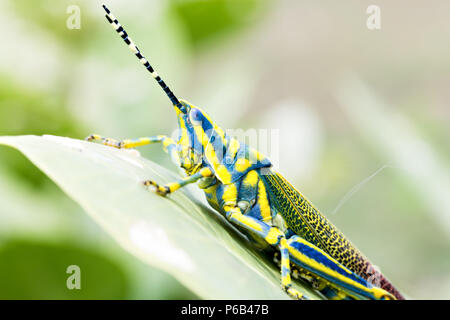 Poekilocerus pictus, dipinto o colorato o ak grasshopper trovato nel subcontinente indiano si alimenta della pianta velenosa Calotropis gigantea Foto Stock