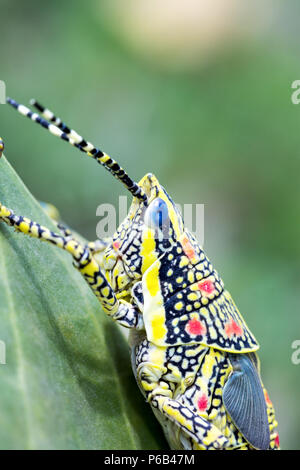 Poekilocerus pictus, immaturi verniciati o grandi vivacemente colorato grasshopper trovato nel subcontinente indiano, chiamato anche ak grasshopper Foto Stock