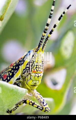 Poekilocerus pictus, immaturi verniciati o grandi vivacemente colorato grasshopper trovato nel subcontinente indiano, chiamato anche ak grasshopper Foto Stock