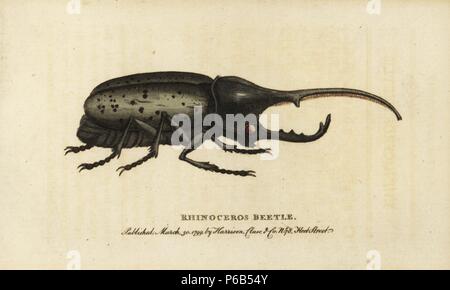 Hercules beetle, Dynastes Hercules. Illustrazione disegnata da un campione dalla Guadalupa. (Rhinoceros beetle) Handcolored incisione su rame da 'del naturalista rivista tascabile,' Harrison, Londra, 1799. Foto Stock