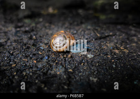 Close up della lumaca sul terriccio scuro nei boschi, foresta Foto Stock