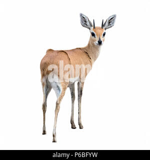 Un adulto steenbok isolati su sfondo bianco. Il steenbok è la più piccola antilope in Africa meridionale e orientale. Foto Stock