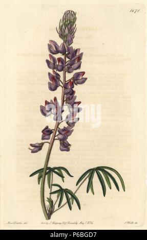 Fine-lasciato lupin, Lupinus leptophyllus. Handcolored incisione su rame da S. Watts dopo una illustrazione da Miss Drake da Sydenham Edwards' 'il registro botanico", Londra, Ridgway, 1834. Sarah Anne Drake (1803-1857) ha richiamato oltre 1.300 piastre per il botanico John Lindley, compresi molti orchidee. Foto Stock