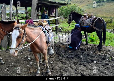 Cavallo in affitto - Laguna Shimbe - sciamanesimo in ' SALALA Las Huaringas ' - HUANCABAMBA.. Dipartimento di Piura .PERÙ Foto Stock