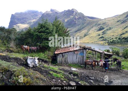 Cavallo in affitto - Laguna Shimbe - sciamanesimo in ' SALALA Las Huaringas ' - HUANCABAMBA.. Dipartimento di Piura .PERÙ Foto Stock