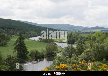 Il fiume Spey in Scozia vicino a Grantown on Spey Giugno Foto Stock