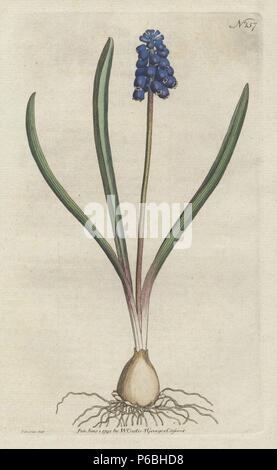Giacinto di uva, Muscari botryoides (Hyacinthus botryoides). Copperplate Handcolored disegnato e inciso da Sydenham Edwards da William Curtis's "Rivista botanica, St. George's Crescent, Londra, 1791. Foto Stock