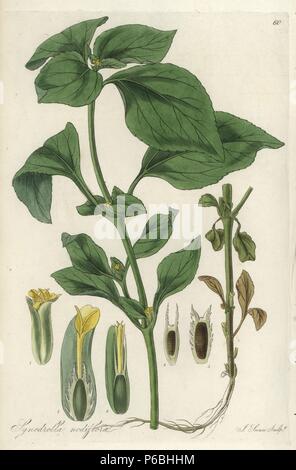 Sessili a fiore, synedrella Synedrella nodiflora. Handcolored incisione su rame di J. Swan dopo una illustrazione botanica da William Jackson Hooker dalla propria 'flora esotica,' Blackwood, Edimburgo, 1823. Hooker (1785-1865) era un botanico inglese che specializzato in orchidee e felci, e fu direttore del Royal Botanical Gardens di Kew dal 1841. Foto Stock