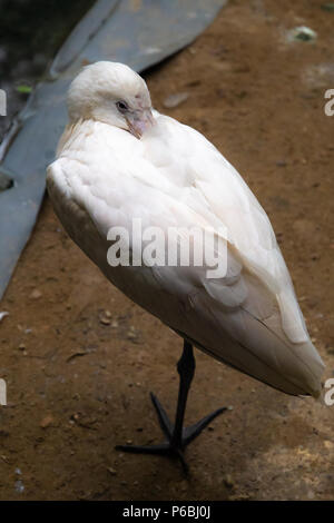 Serie di foto che ritraggono varie specie di uccelli e anfibi in un oasi articiafial Foto Stock