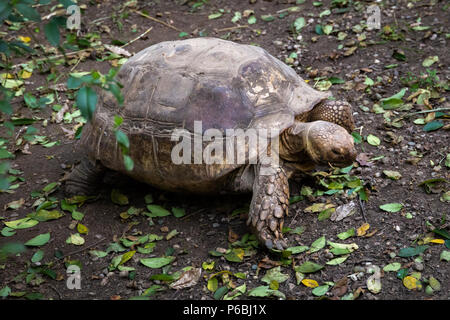 Serie di foto che ritraggono varie specie di uccelli e anfibi in un oasi articiafial Foto Stock