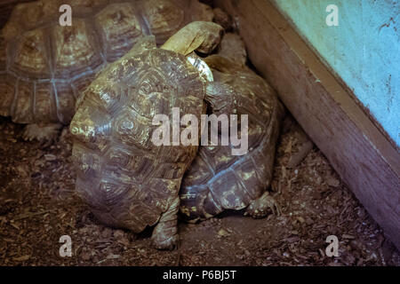 Serie di foto che ritraggono varie specie di uccelli e anfibi in un oasi articiafial Foto Stock