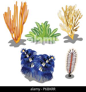 Set di colorati alghe marine e creature sottomarine isolati su sfondo bianco. Illustrazione Vettoriale. Illustrazione Vettoriale