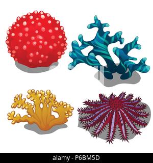 Set di colorati coralli isolati su sfondo bianco. La corona di spine di stelle marine o seastar Acanthaster planci. Illustrazione Vettoriale. Illustrazione Vettoriale