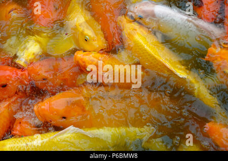 Frenesia di golden carpe Koi nel lago del Parco Tienjiehu, Pechino, Cina Foto Stock