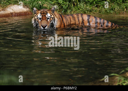 Oussari, un maschio di tigre di Amur, prende un tuffo nell'acqua presso lo Zoo di Dublino come le temperature continuano a salire. Foto Stock