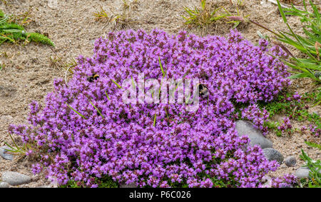 BUMBLE BEES alimentando il timo selvatico FIORI IN SCOZIA Foto Stock