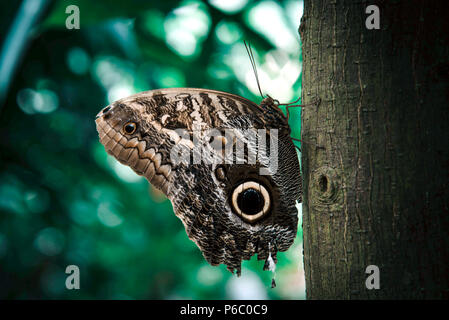 Un bel colore arancione e nero farfalla posata sulla struttura ad albero. Foto Stock