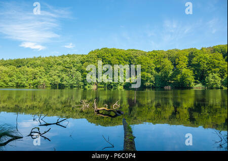 Lago Herthasee nel Parco Nazionale Jasmund, Sassnitz, Rügen, Meclenburgo-Pomerania Occidentale, Germania, Europa Foto Stock