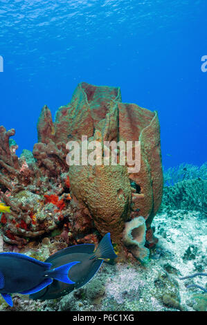 Scena sulla barriera corallina, spugna Foto Stock