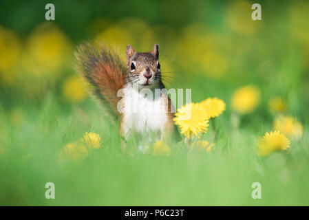 An American Red Squirrel forages for a meal in a dandelion field at Toronto, Ontario's popular Ashbridges Bay Park. Foto Stock