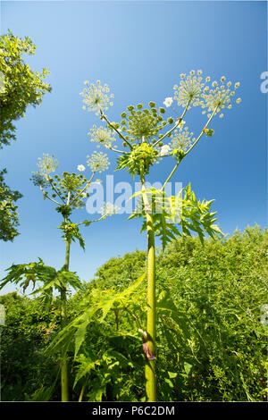 Giant hogweed nella luce del sole, Heracleum mantegazzianum, crescono sulle rive del Dorset Stour fiume vicino a Sturminster Newton. Giant hogweed è un intro Foto Stock