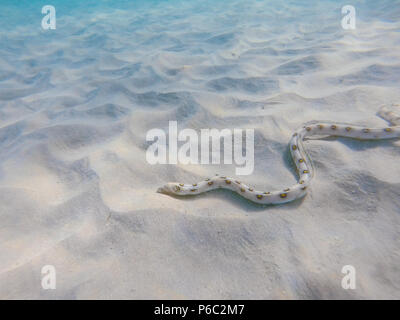 Foto subacquee di anguilla nel limpido mare Foto Stock