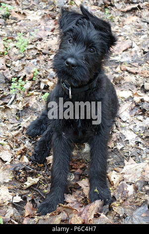 Berlino, Germania - gigante CUCCIOLO SCHNAUZER guarda con attenzione al visualizzatore Foto Stock