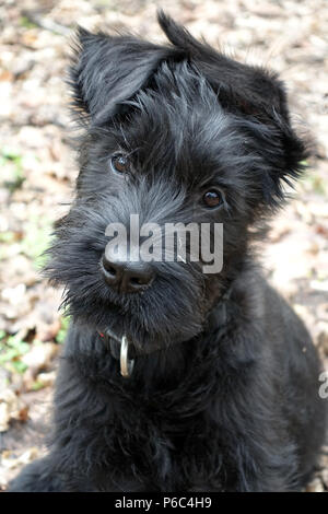 Berlino, Germania - gigante CUCCIOLO SCHNAUZER guarda con attenzione al visualizzatore Foto Stock