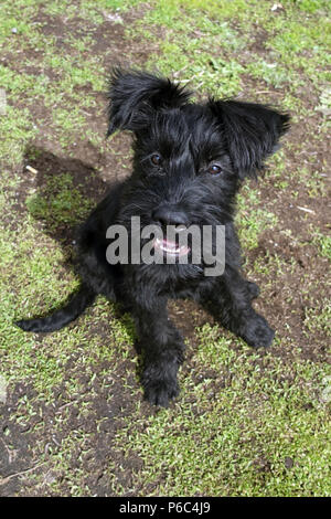 Berlino, Germania - gigante CUCCIOLO SCHNAUZER guarda con attenzione al visualizzatore Foto Stock