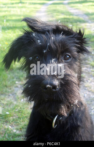 Berlino, Germania - Schnauzer gigante cucciolo ha i semi di un blowball in faccia Foto Stock