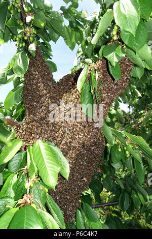 Berlino, Germania - uno sciame di api si blocca come uva in un albero ciliegio Foto Stock