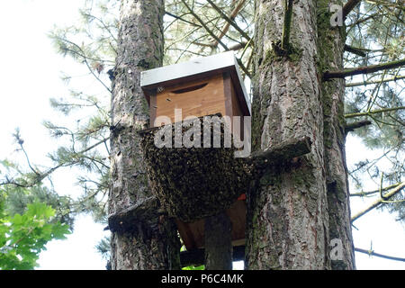 Berlino, Germania - uno sciame di api si blocca in un albero come uva sotto uno sciame forziere Foto Stock