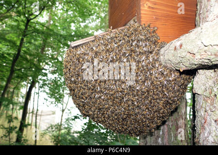 Berlino, Germania - uno sciame di api si blocca in un albero come uva sotto uno sciame forziere Foto Stock