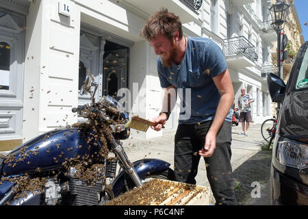Berlino Kreuzberg, uno sciame di api è seduto su una motocicletta e viene catturato Foto Stock