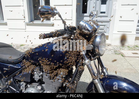Berlino Kreuzberg, uno sciame di api è seduto su una motocicletta e viene catturato Foto Stock