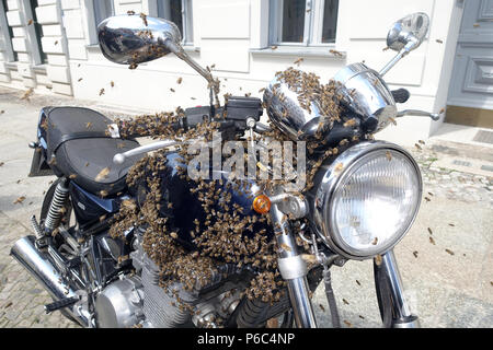Berlino Kreuzberg, uno sciame di api è seduto su una motocicletta e viene catturato Foto Stock